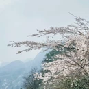 云龟山景区 - 重庆市旅游 缩略图 4