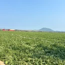 草坡 - 文昌市旅游 缩略图 7