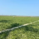 草坡 - 文昌市旅游 缩略图 6