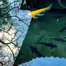 云南丰泽源植物园 - 昆明市旅游 缩略图 9