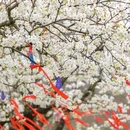 江苏三台山国家森林公园-西门 - 宿迁市旅游 缩略图 9