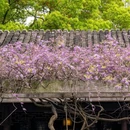 虎丘山风景名胜区 - 苏州市旅游 缩略图 9