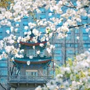 和平公园 - 南京市旅游 缩略图 1