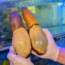 鲍火鲍鱼鸡·活海鲜火锅(深圳湾店) - 深圳市旅游 缩略图 6