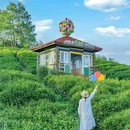 安吉寻梦桃花原挖笋采茶 - 湖州市旅游 缩略图 6