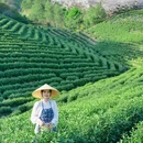 安吉寻梦桃花原挖笋采茶 - 湖州市旅游 缩略图 8