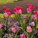 徐家汇公园 - 上海市旅游 缩略图 5