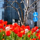徐家汇公园 - 上海市旅游 缩略图 2