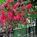 逢简水乡 - 佛山旅游 缩略图 4