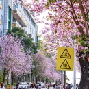 华南农业大学 - 广州市旅游 缩略图 8