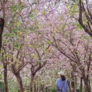 华南农业大学 - 广州市旅游 缩略图 7
