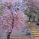 华南农业大学 - 广州市旅游 缩略图 6