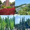 鼓浪屿 - 厦门市旅游 缩略图 2
