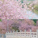 广东花都湖国家湿地公园 - 广州市旅游 缩略图 4