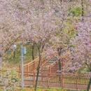 广东花都湖国家湿地公园 - 广州市旅游 缩略图 5