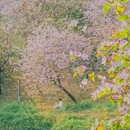 广东花都湖国家湿地公园 - 广州市旅游 缩略图 2