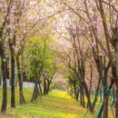 广东花都湖国家湿地公园 - 广州市旅游 缩略图 7