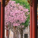 宝墨园景区 - 广州市旅游 缩略图 3