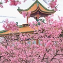 宝墨园景区 - 广州市旅游 缩略图 4