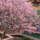 宝墨园景区 - 广州市旅游 缩略图 5
