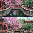 宝墨园景区 - 广州市旅游 缩略图 7