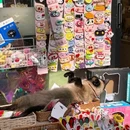 嘉兴南湖革命纪念馆 - 嘉兴市旅游 缩略图 7