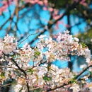 南京林业大学(新庄校区) - 南京市旅游 缩略图 3