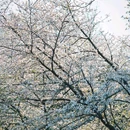南京林业大学(新庄校区) - 南京市旅游 缩略图 2