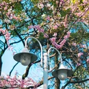 南京林业大学(新庄校区) - 南京市旅游 缩略图 6