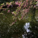 棠湖公园 - 成都旅游 缩略图 9