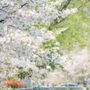 珍珠河 - 南京市旅游 缩略图 1