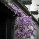 老门东 - 南京市旅游 缩略图 6
