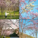 南京牛首山文化旅游区 - 南京市旅游 缩略图 9