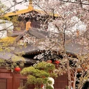 上海佘山国家旅游度假区 - 上海市旅游 缩略图 6