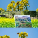 西递古村景区 - 黄山市旅游 缩略图 2