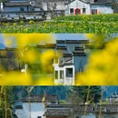 西递古村景区 - 黄山市旅游 缩略图 3