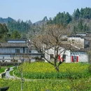 西递古村景区 - 黄山市旅游 缩略图 4