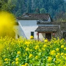 西递古村景区 - 黄山市旅游 缩略图 9
