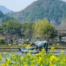 西递古村景区 - 黄山市旅游 缩略图 6