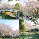 珍珠河 - 南京市旅游 缩略图 2