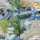 珍珠河 - 南京市旅游 缩略图 3