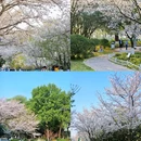 珍珠河 - 南京市旅游 缩略图 4
