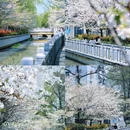 珍珠河 - 南京市旅游 缩略图 7