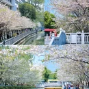 珍珠河 - 南京市旅游 缩略图 8