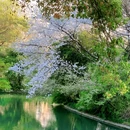 杭州西湖 - 杭州市旅游 缩略图 9
