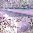 望京海棠花溪 - 北京市旅游 缩略图 5