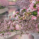 望京海棠花溪 - 北京市旅游 缩略图 1
