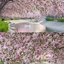 望京海棠花溪 - 北京市旅游 缩略图 3