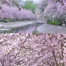 望京海棠花溪 - 北京市旅游 缩略图 6