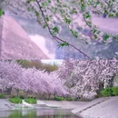 望京海棠花溪 - 北京市旅游 缩略图 9